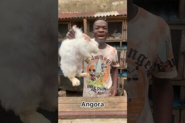 3 different breeds of rabbit #hyla #angora #havana #rabbit