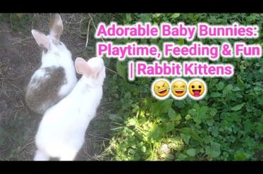Cute Baby Rabbits Playing, Feeding, Activities | Bunny Rabbit (Baby Rabbits)