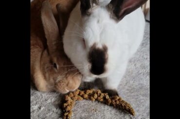 Jasper & Ember Eating Millet Seeds #cuteanimal #bunnies #rabbit #cuterabbit