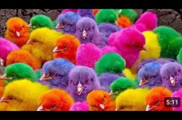 Cute Chicken, colorful chicken, rainbow chicken, cute rabbit, cute duck, koi fish, Cute Animals
