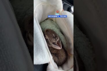 Dachshund develops unbreakable bond with baby rabbit