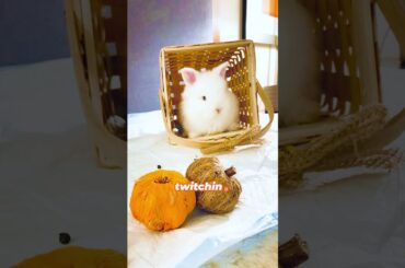 Funny bunny #mycuterabbit  #funnybunny#baby bunny #lionheadrabbit