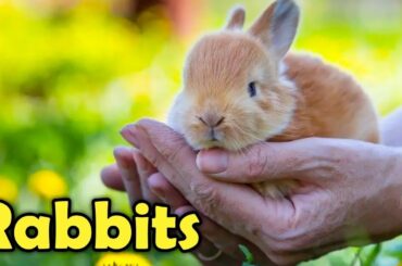 Beginner's Guide to Care for a Pet Rabbit!