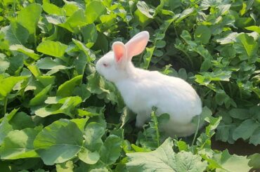 My cute rabbit eating leaves #rabbit #mycuterabbit #rabbitfarming #rabbiteating