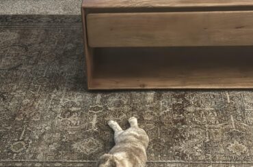 Must be tired from trying to chew up the entire house today 🙃🫢