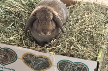 Hay Recommendations
