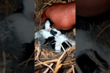 cute bunny baby rabbit
