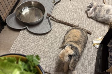 Foster to adopt buns