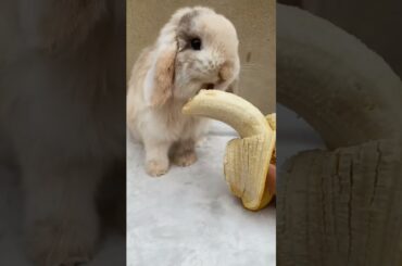Cute Baby Bunnies Eating Bananas - Rabbit Eating Banana #Shorts