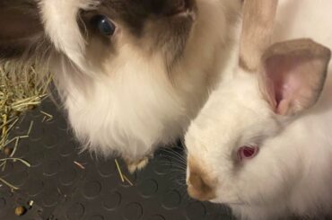 Rehoming help and advice in Seattle area