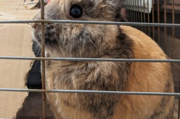 Remus wants to say hello!