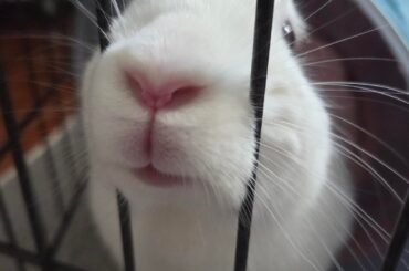 Since you guys loved my foster bun, here's some more pics!