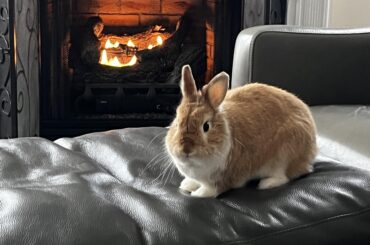 Peanut isn’t a fan of the cold front pushing through North Carolina