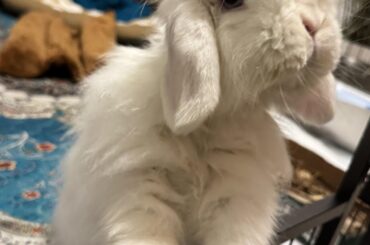 American Fuzzy Lop Wool