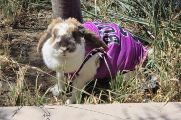 How do you feel about putting clothes on your bunnies?🐇✨️