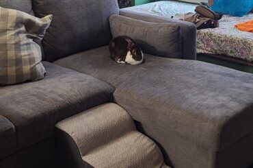 I'll never get over the fact that we have actual rabbits in our house and that sometimes I get to see stuff like this.