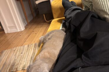 Danger-flop near the edge of the sofa ❤️