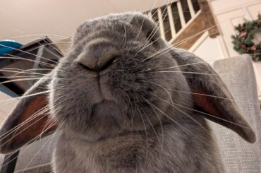 POV: You're the last blueberry