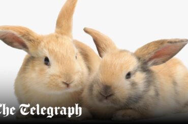 Britain's first pet rabbits were kept by the Romans, new Historic England discovery finds