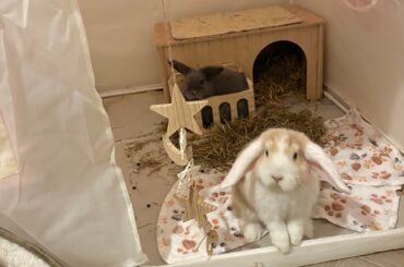 Hay feeder 🙅🏻‍♀️ seat 👍