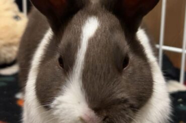 Welcome home, Hazel 🤎