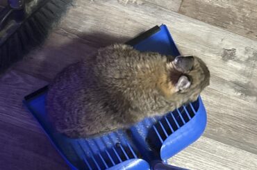 why does my rabbit like to stand in the dust pan when i sweep?