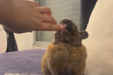 Licking the finger: the trilogy