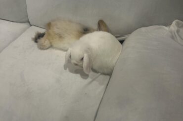 2 Male bunnies: 2 separate areas- swapping daily?