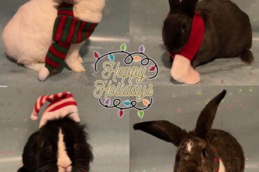 My children and their xmas pics