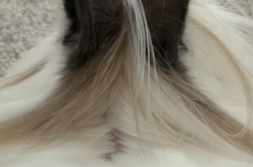 Lion head rabbit neck