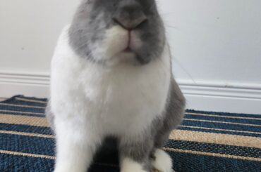 Meet Kawaii my new friend