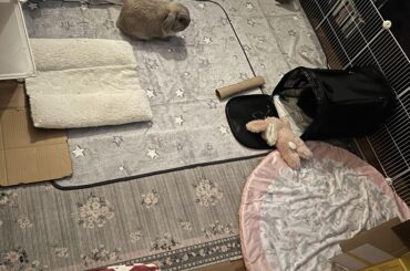 Luxury xmas airbnb set up