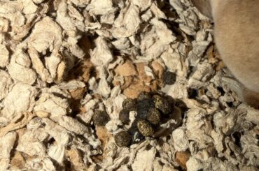 Concerned with my bunny poop