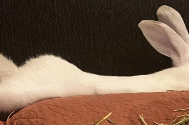 He looks like a skateboard ramp