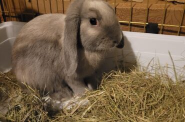 Simon was separated from mom at very young age