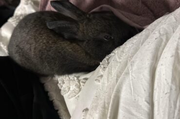 how do i get my bunny to forgive me