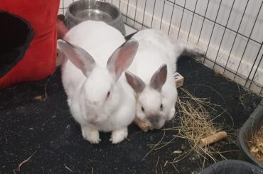 Keeping bunnies cool