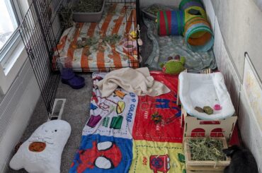 Setting up bun run/biting&humping