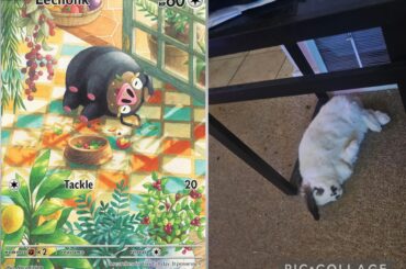 I am suing pokemon for stealing Macaroni's likeness. Wish me luck.