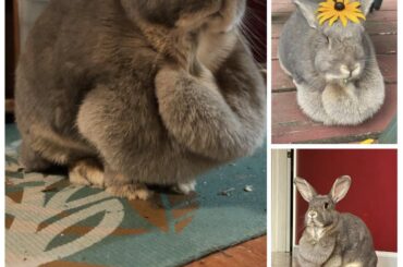 Lost my bunny of 5 years