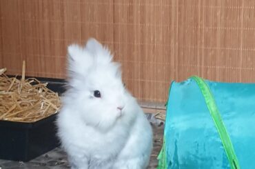 Lionheads are the best