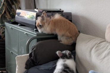 What flavour bun you got? We have cookies n cream and toasted marshmallow