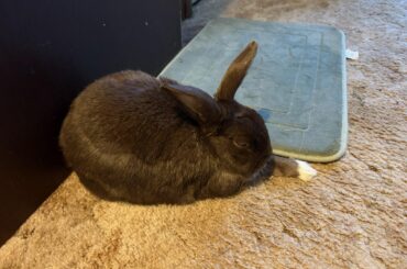 Has anyone seen this with their buns?