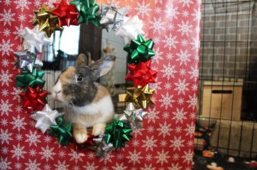 Who knew Christmas bunnies could be so sweet ❤️