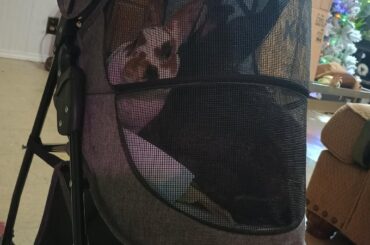 got a stroller for my rabbits :P