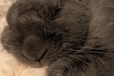 The amount of time that Samwise the brave is sleeping on that couch is insanely high. Its almost as high as the amount of time he spents with eating.