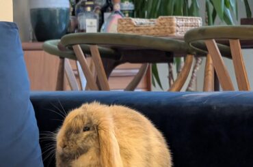 My little buddy 🐇