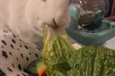 Bunnys eating habits changed