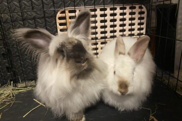 Rehoming help and advice in Seattle area