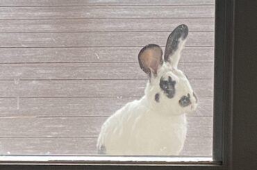 This beast wants to come in my house